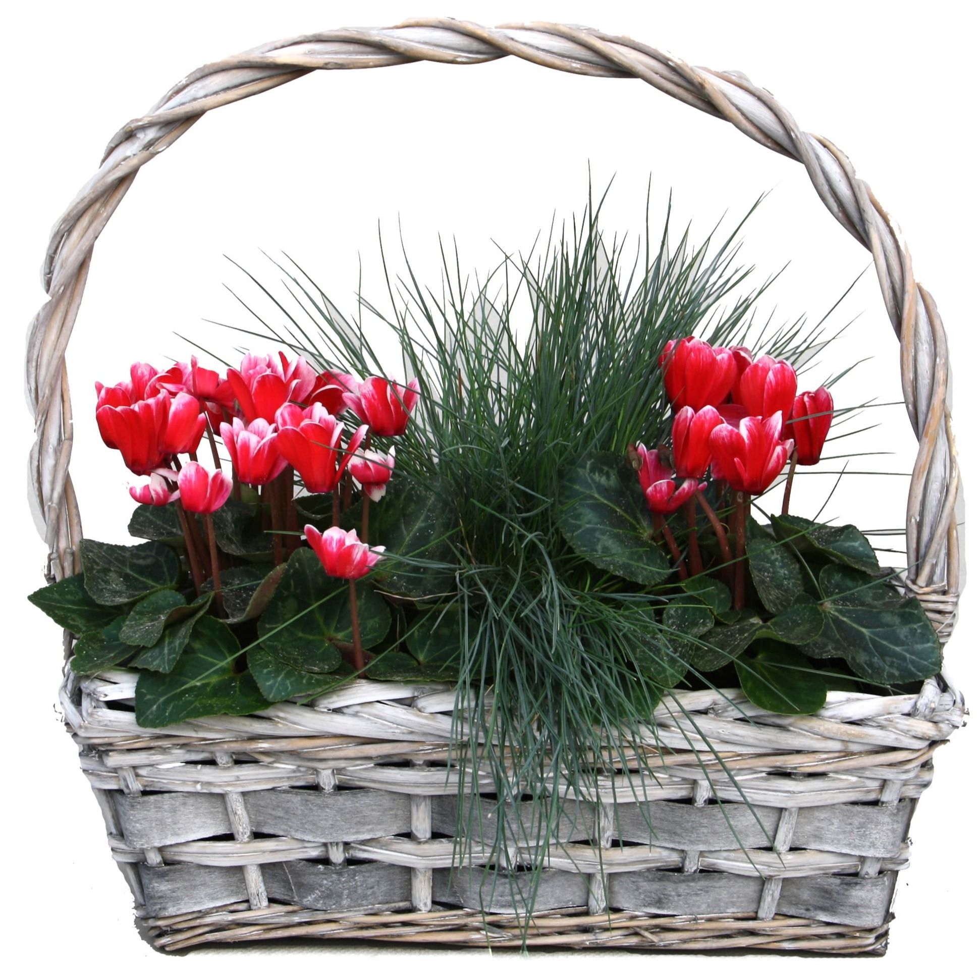 CYF573-9003 Cyclaam/Festuca hengselmand rattan, D 32 cm CYF573-9003 Cyclaam/Festuca hengselmand rattan, D 32 cm