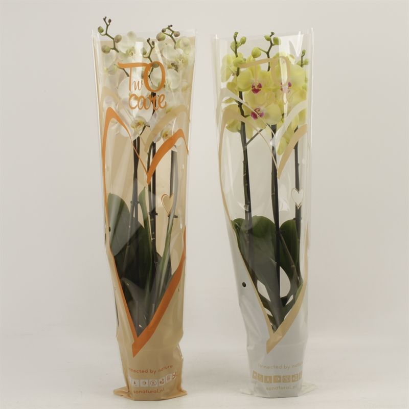 Phalaenopsis gemengd 3 tak gemengd in two care hoes, D 12