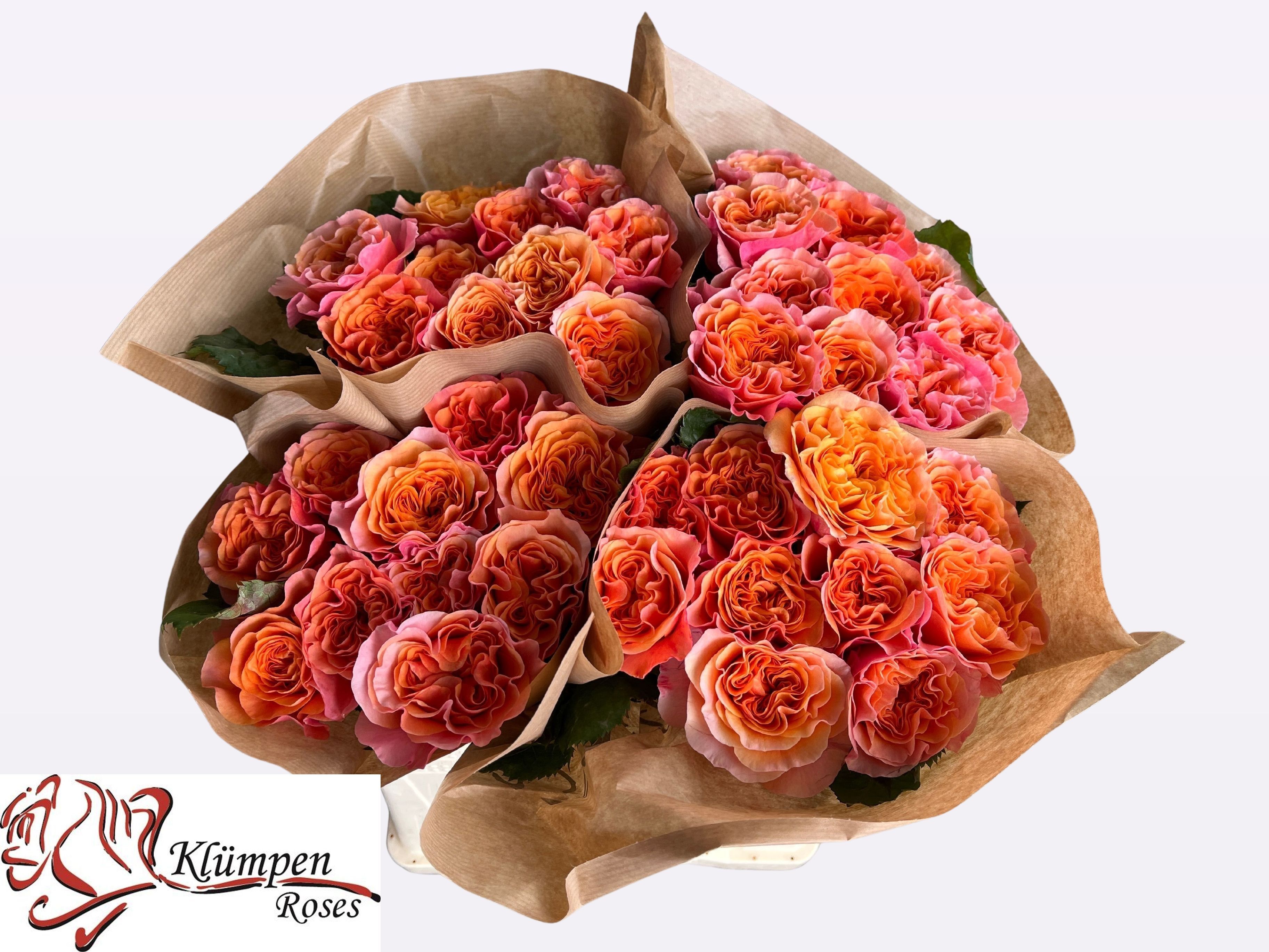 Роза од. Саузпарк 30, шт. Роза од. Саузпарк 30, шт.