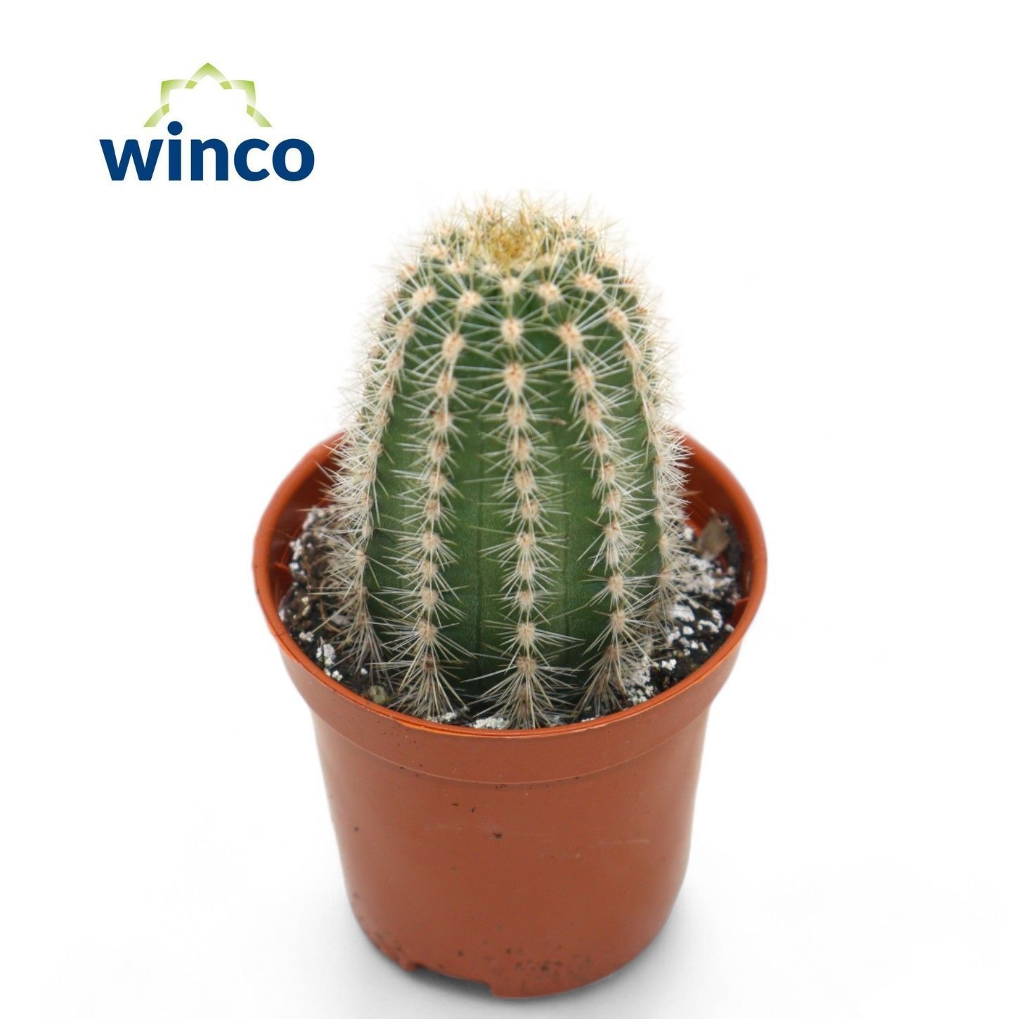 Trichocereus Huascha, D 5,5