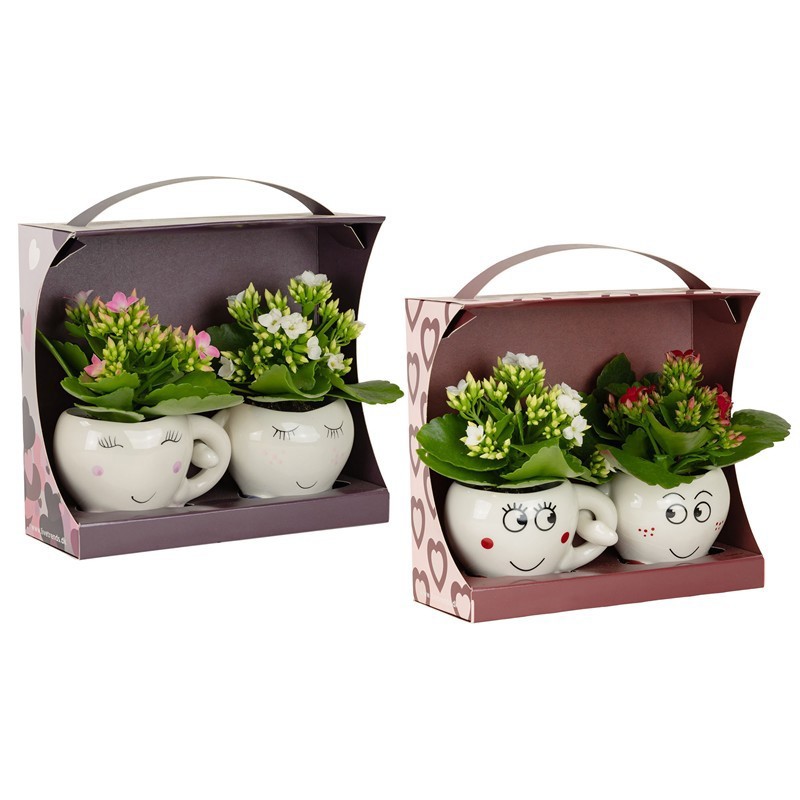 VALENTIJN CERAMIC 2026 KALANCHOE BLOSSFELDIANA, D 6