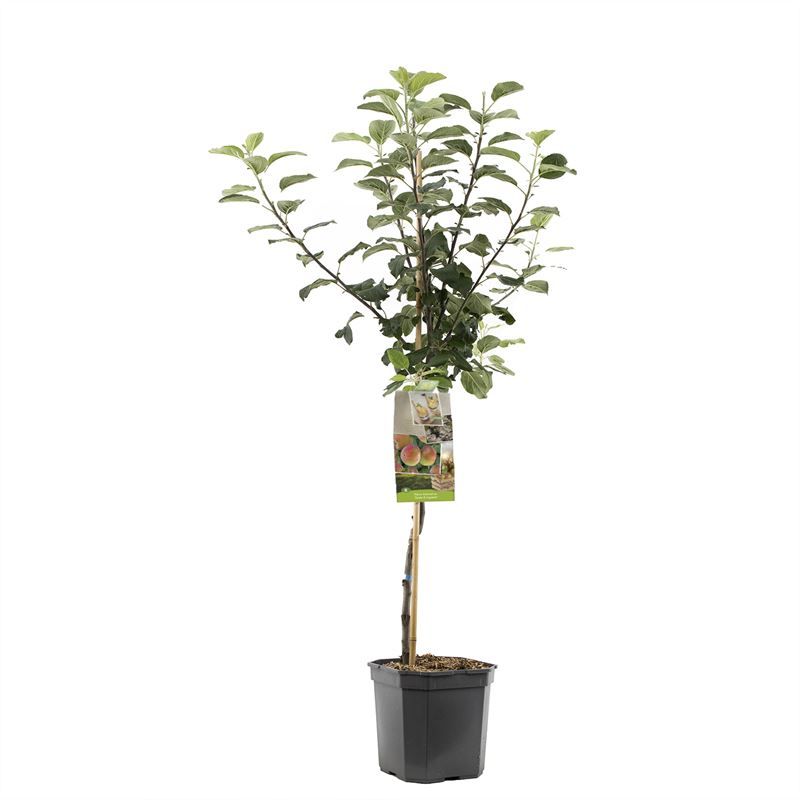 Malus dom. Zoete Ermgaard laagstam Zoete stoofappel, D 24