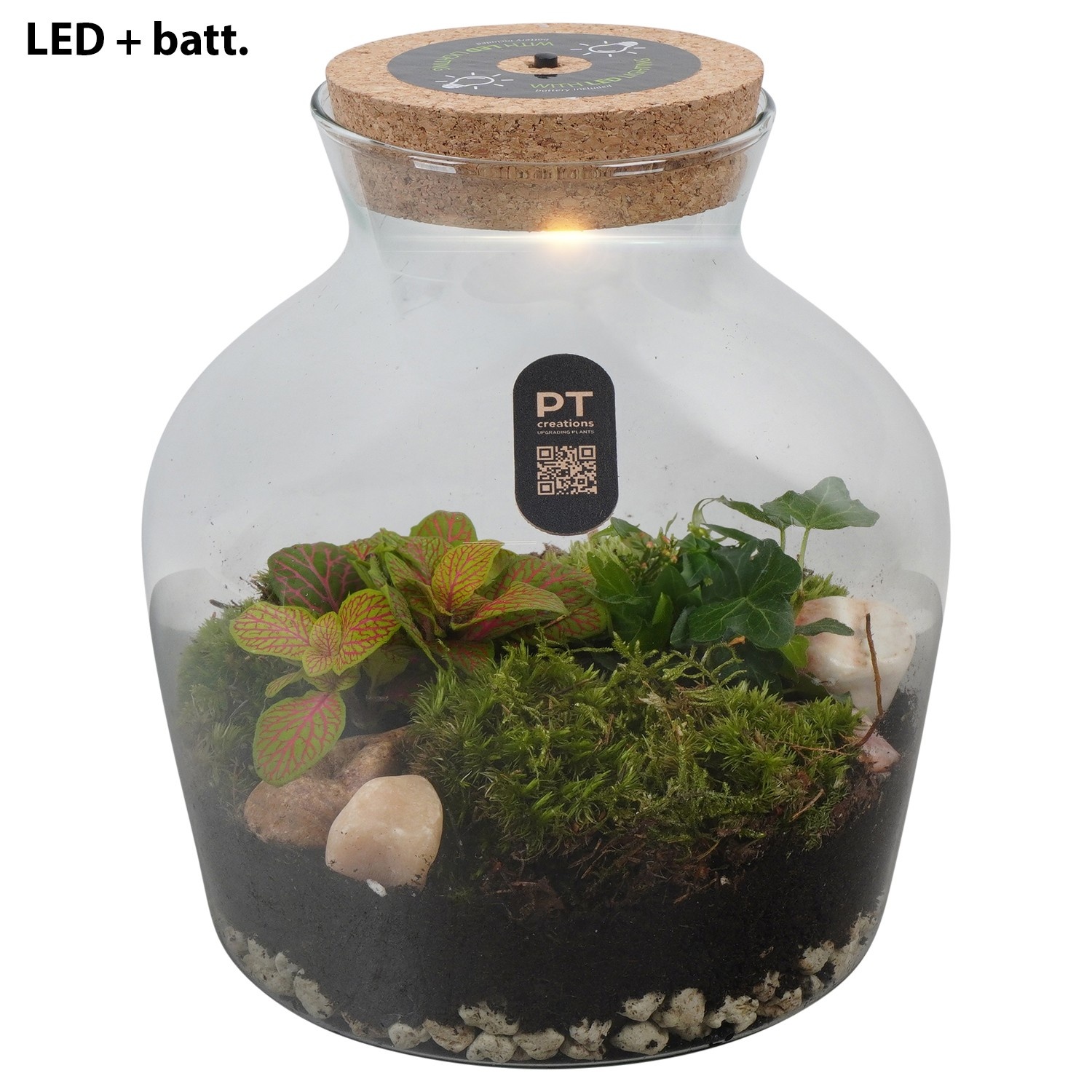 PTTER8101 Arrangement terrarium in glazen terrarium, D 20