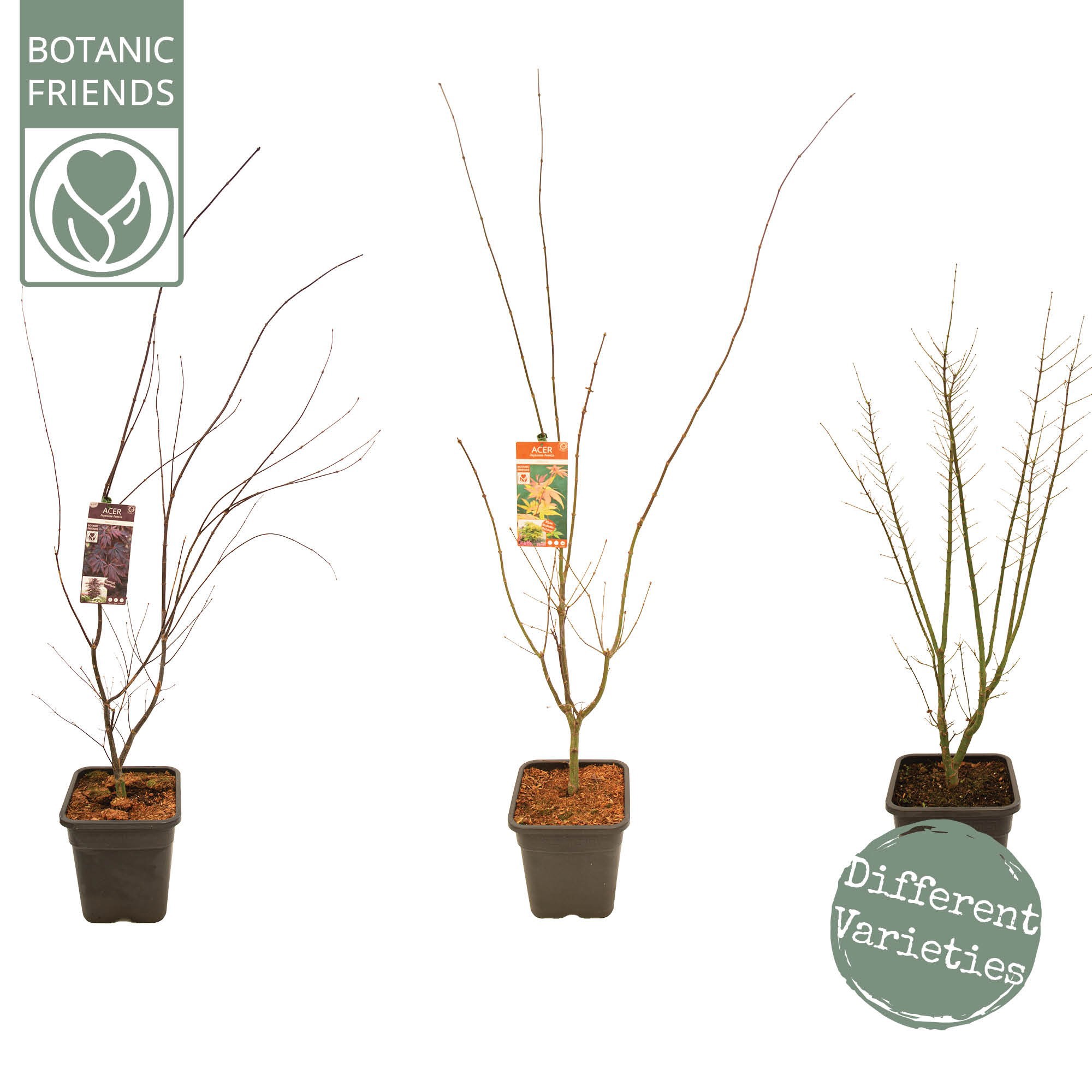 Acer palm. 'MIX' VK14 PREMIUM, D 28