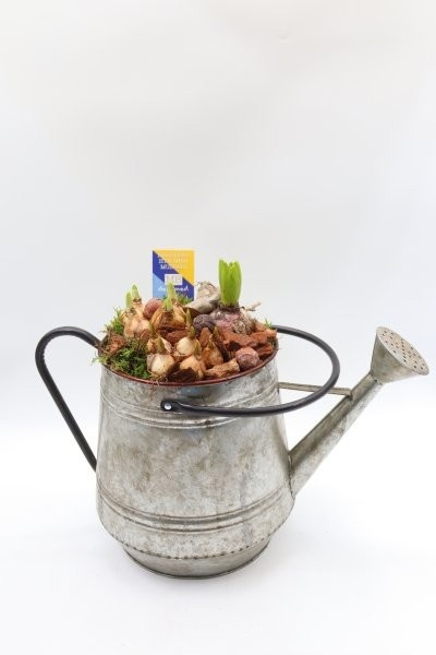 Bollen, gieter XXL, D 23