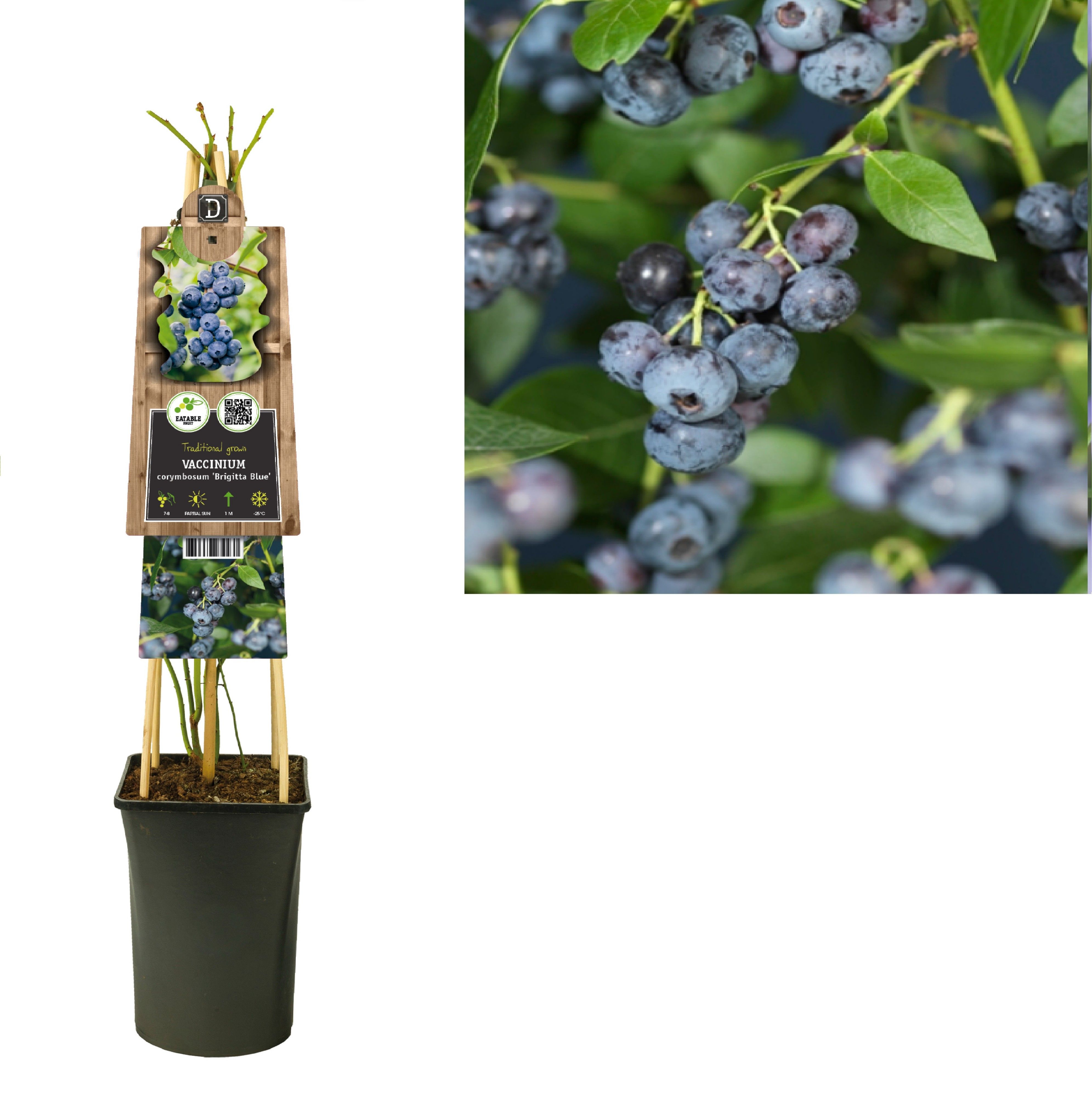 Vaccinium corymbosum 'Brigitta Blue' +3.0 label, D 17