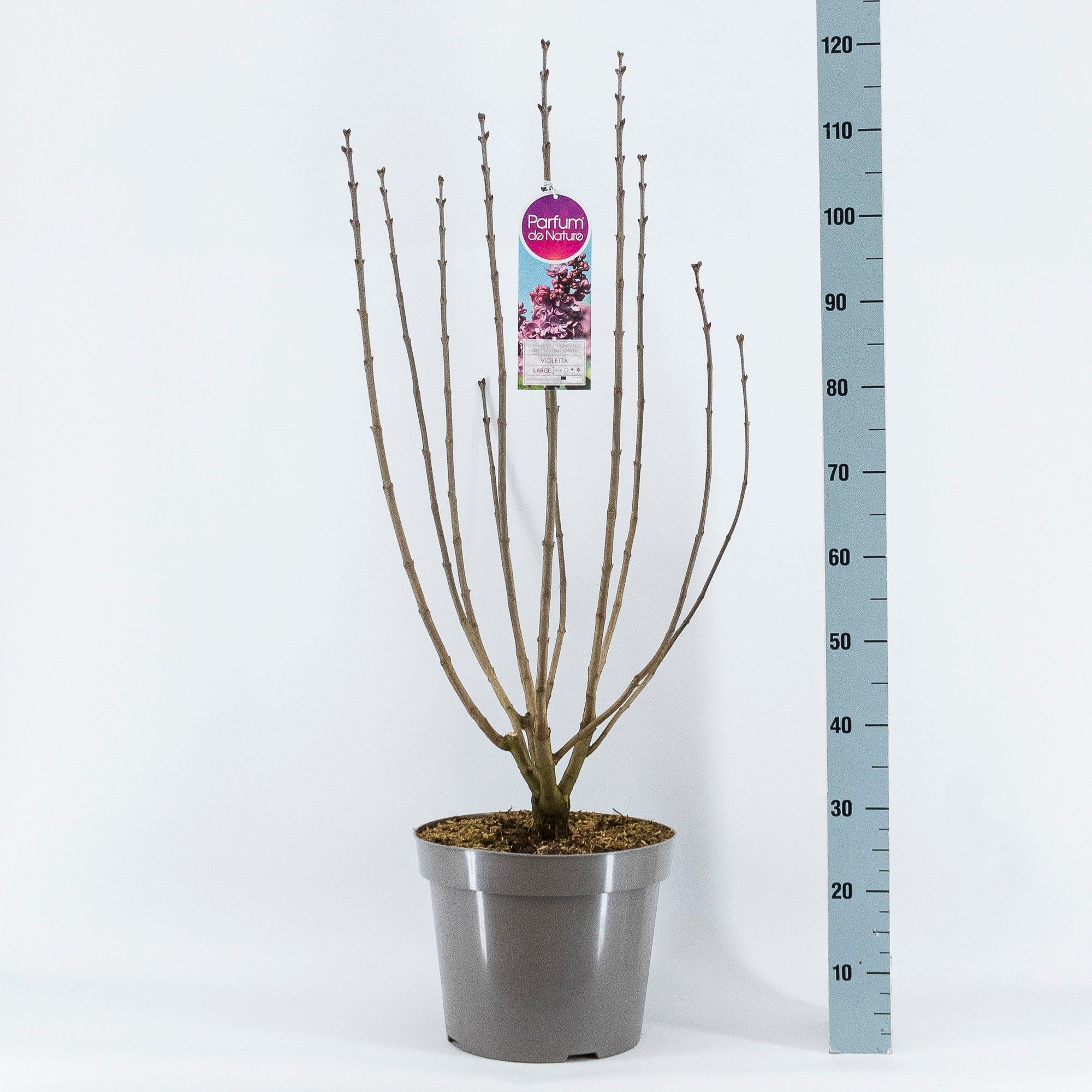 Syringa vul. Violetta, 3-jarig, C15 Solitair, D 32