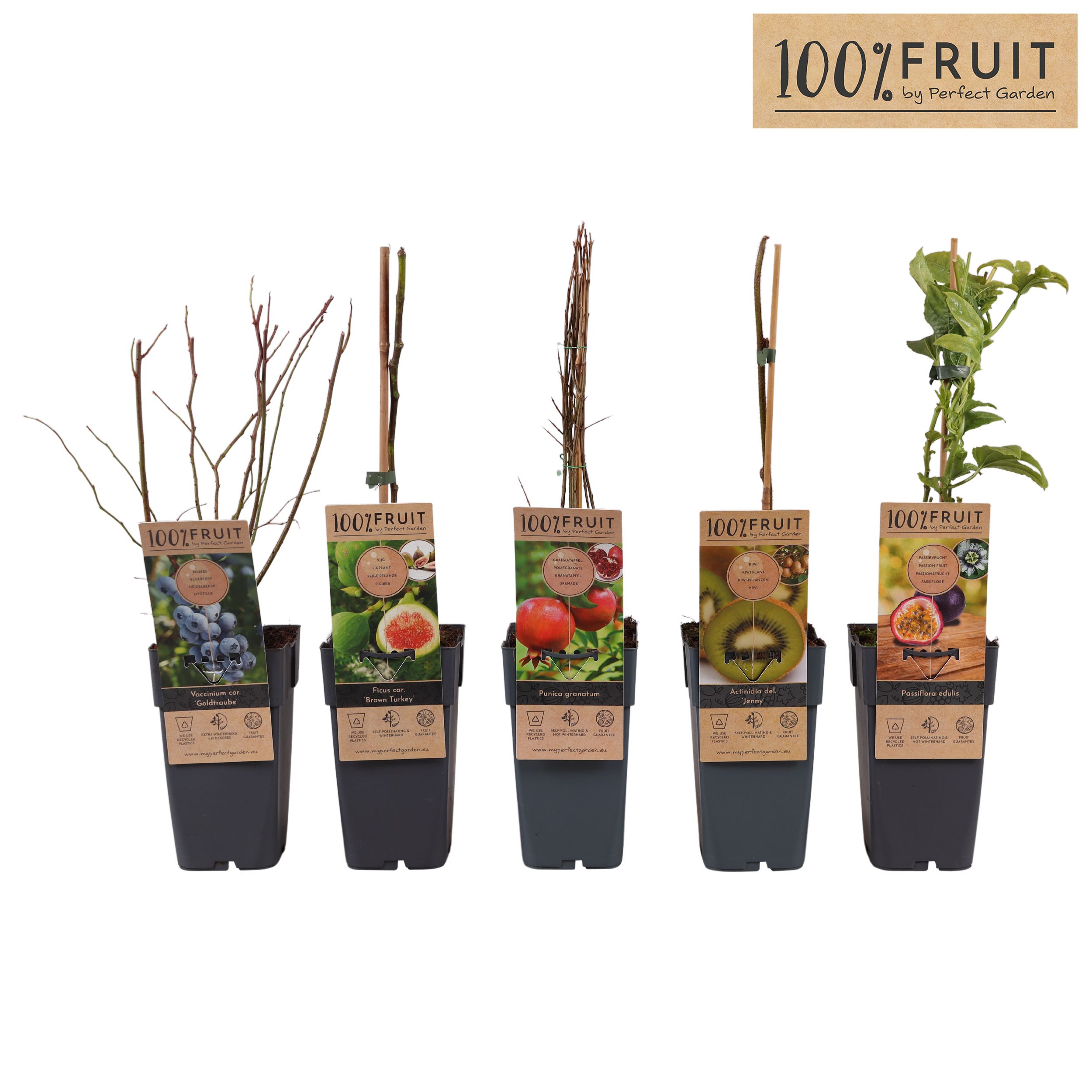 Fruit mix tray exclusief P15, D 15 cm Fruit mix tray exclusief P15, D 15 cm