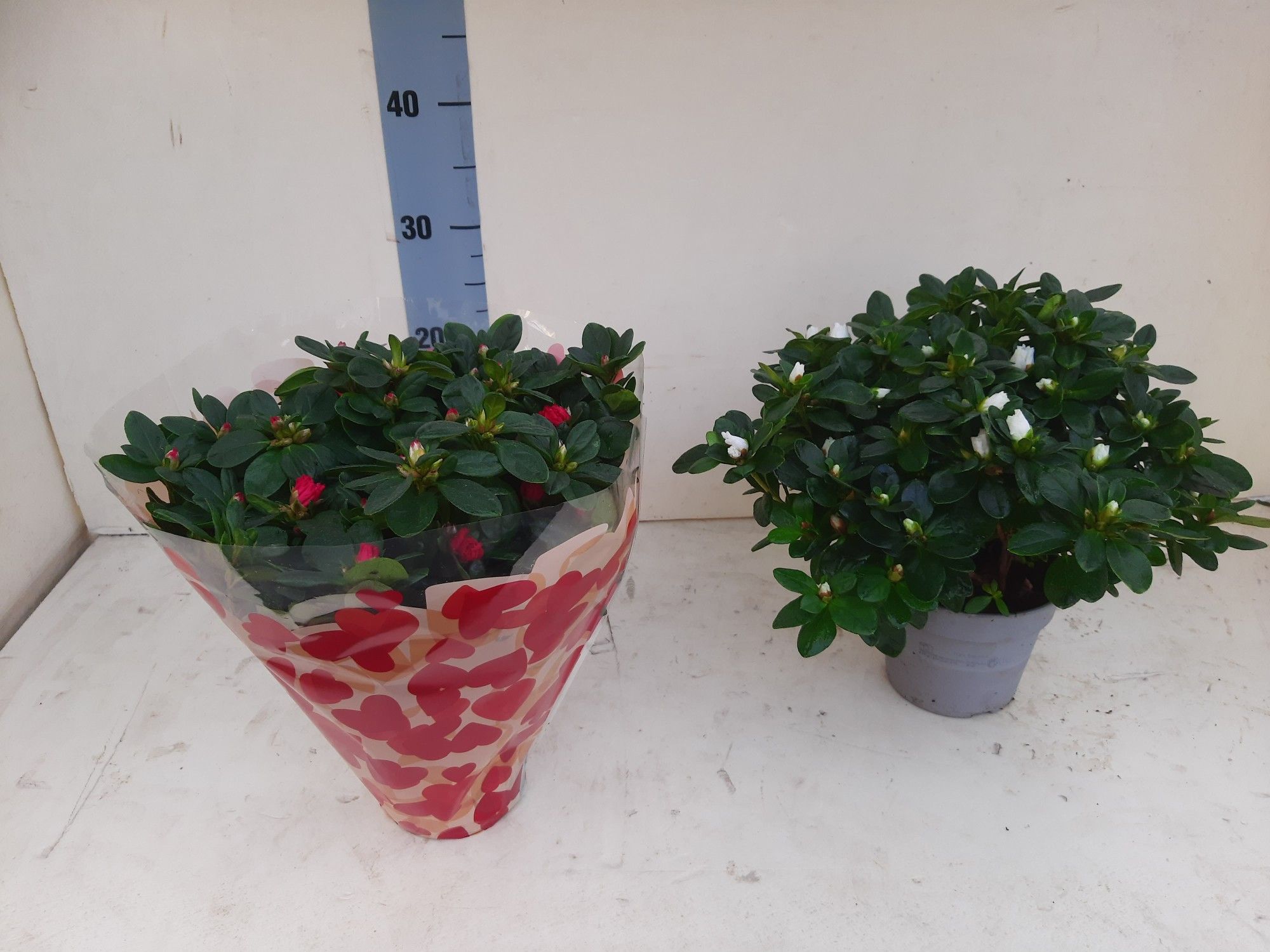 AZALEA VALENTIJN ROOD/WIT 30 CM, D 14