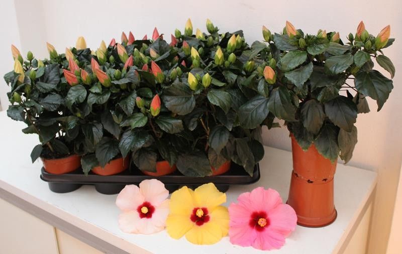 HIBISCUS ROSA SINENSIS 'HIBISQS LONGIFL.' 3-5 takk, D 13