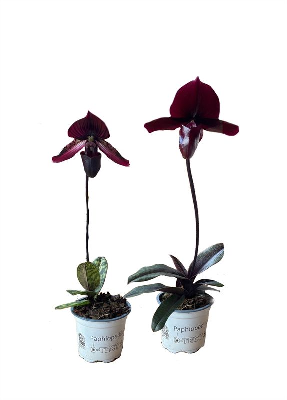 Paphiopedilum p09 mix red 1bl, D 9
