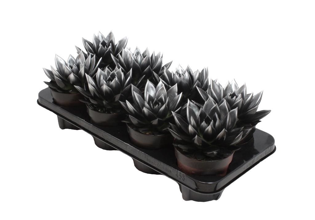 Miranda bicoloured black/silver, D 12