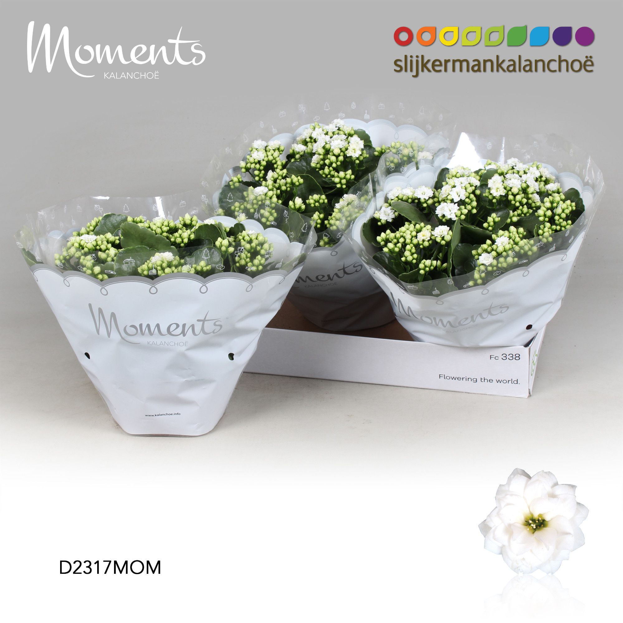 Kalanchoe Moments - White, D 23