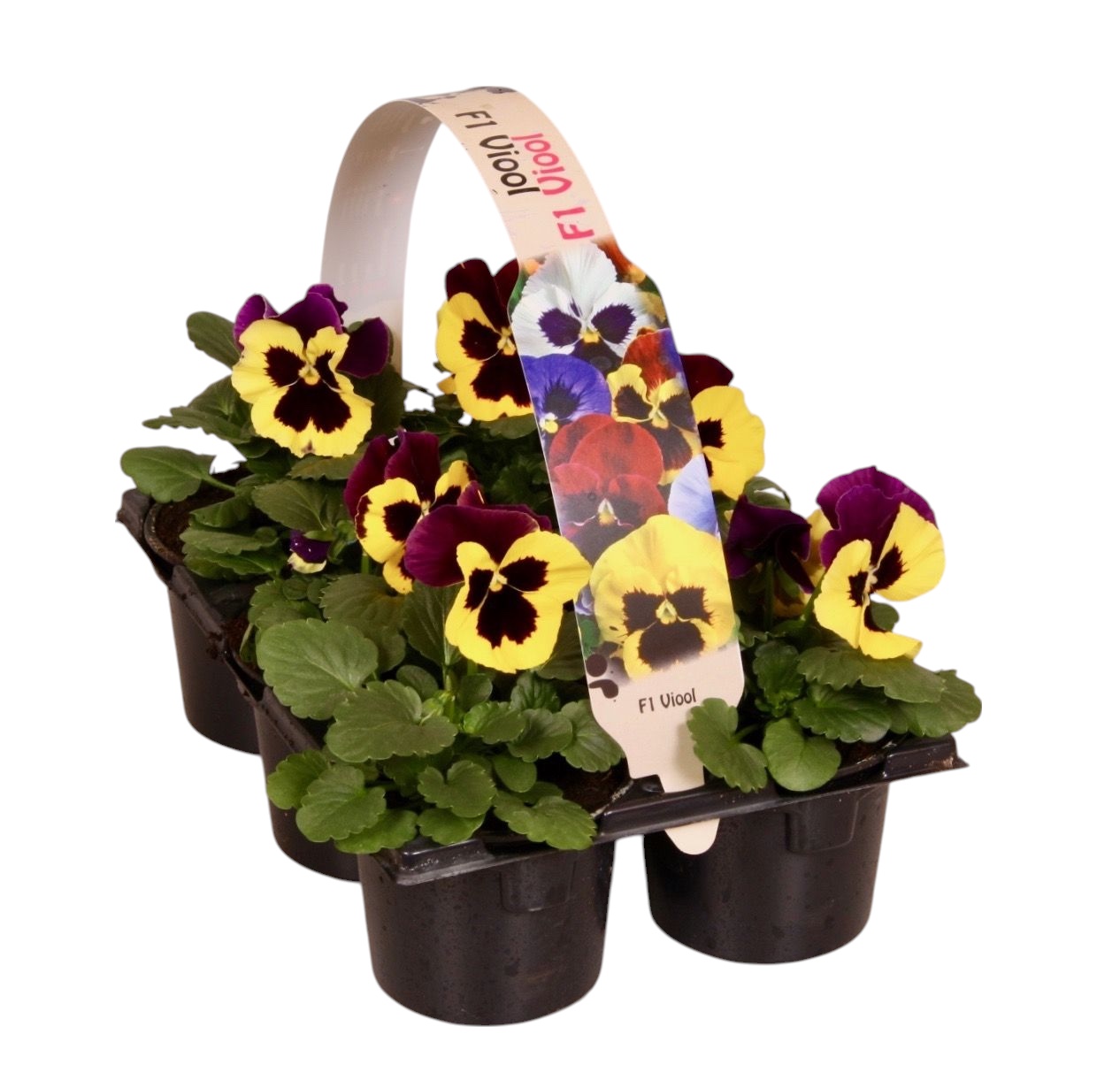 Viool F1 geel met paarse vlag 6p, D 9 cm Viool F1 geel met paarse vlag 6p, D 9 cm