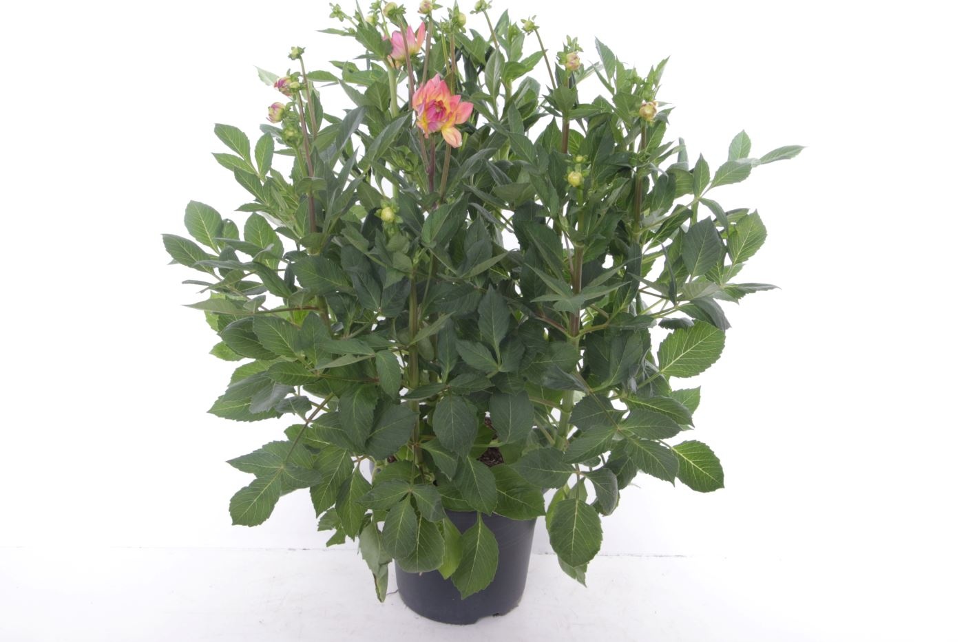 Dahlia Sincerity Peach, D 27