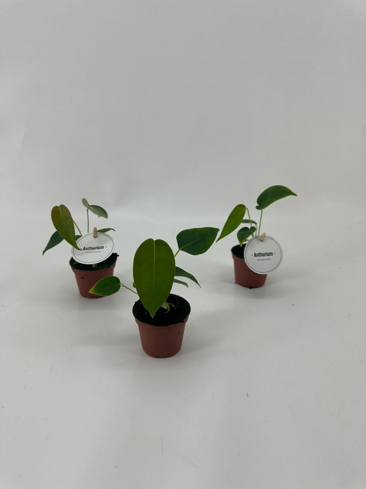 Anthurium Peltigerum, D 6