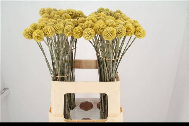 Краспедия Пейнтбол Поп 70, шт.