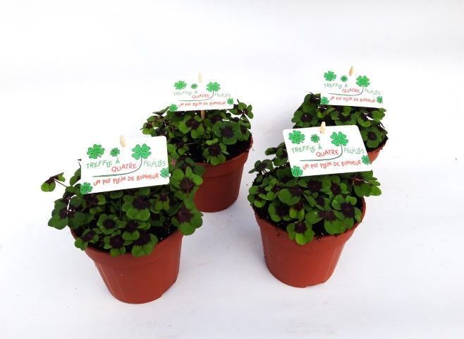 Oxalis deppei Frans, D 13 cm