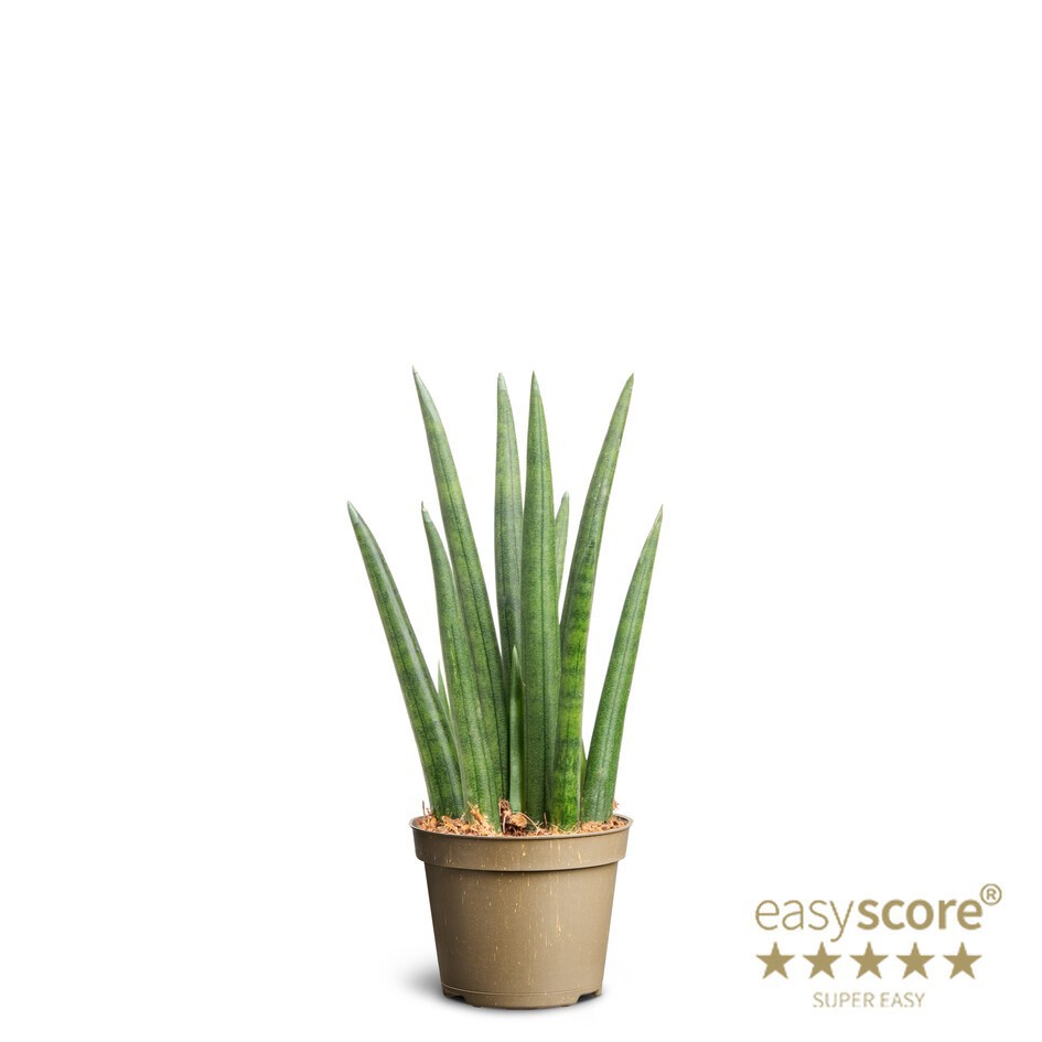 SANSEVIERIA CYLINDRICA 'Rocket' 10631500, D 6 cm
