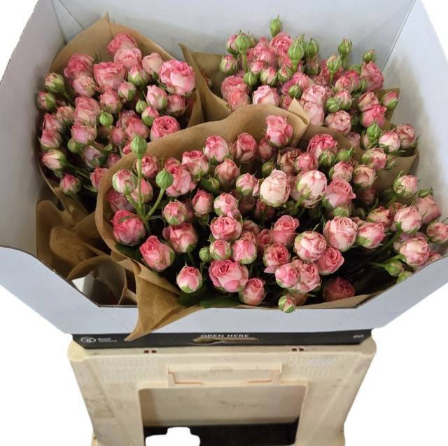 Роза куст. Кэнди Йо-Йо 60, шт.