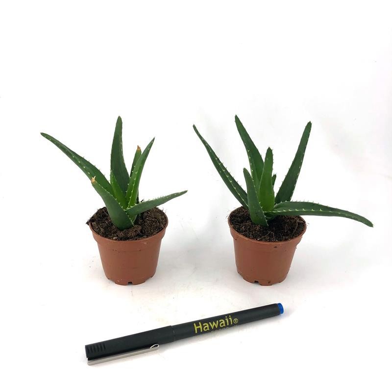 ALOE VERA H1164 Mini Aloe Mitroformis, D 6 cm