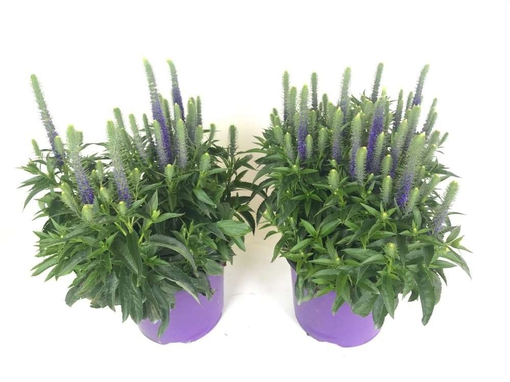 Veronica spicata, blauw, D 19