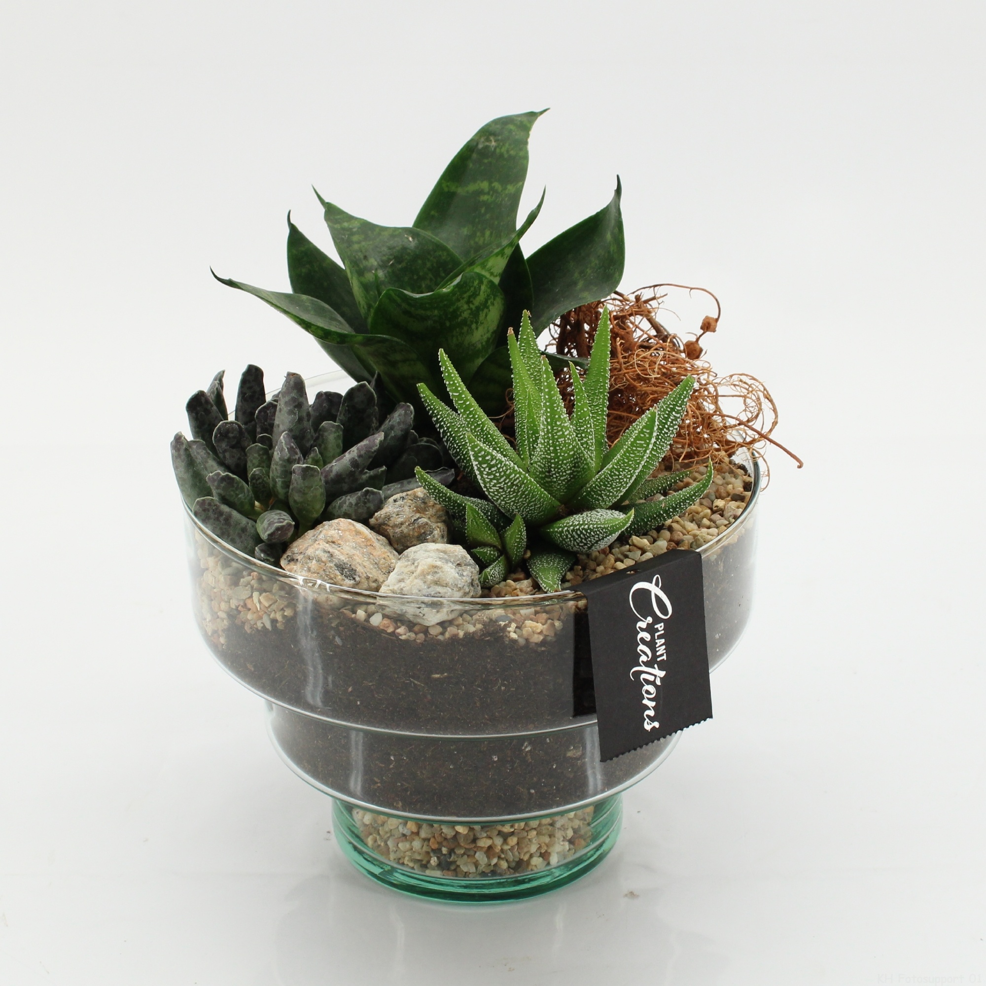 SUCR-2605 Succulent Essentials, D 17