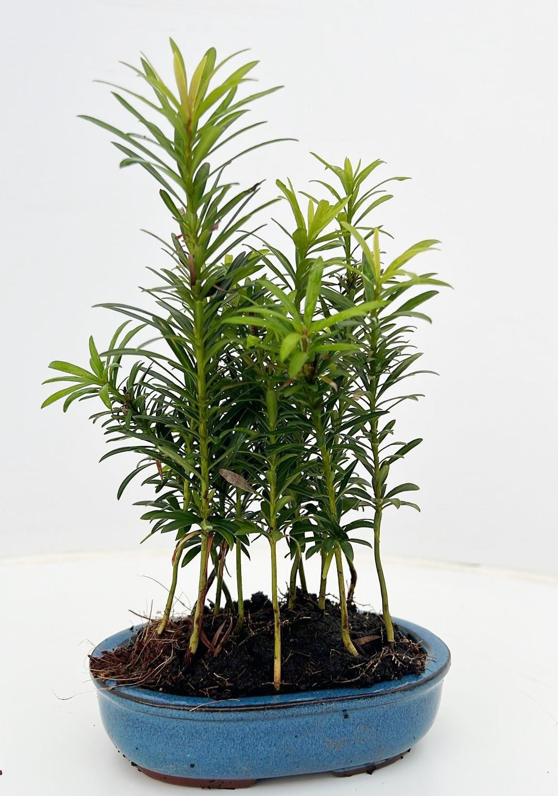 Podocarpus macrophyllus, pot 15cm. forest, D 15 cm