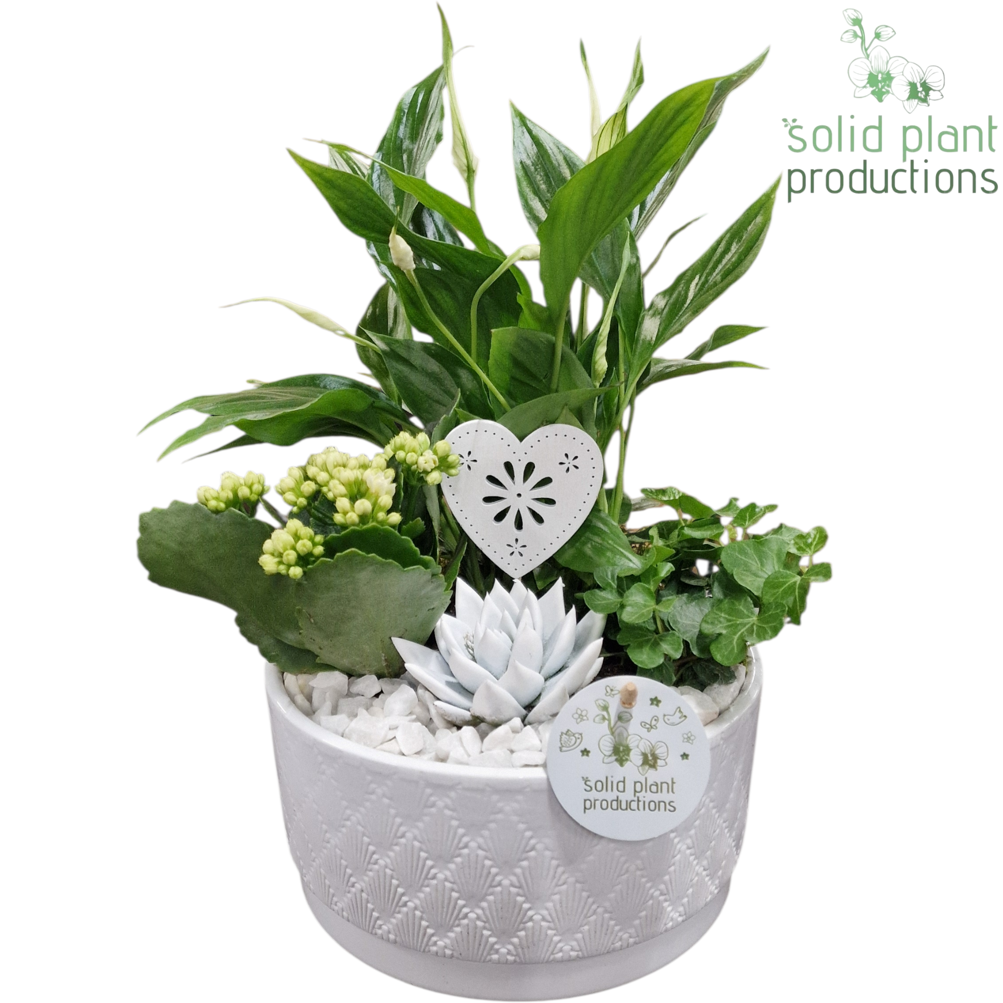 SE003 Loes White VM, D 18