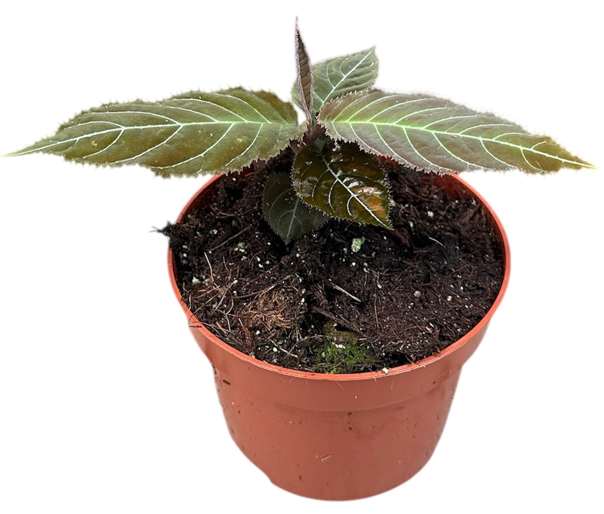 Labisia Gigantifolia, D 10,5