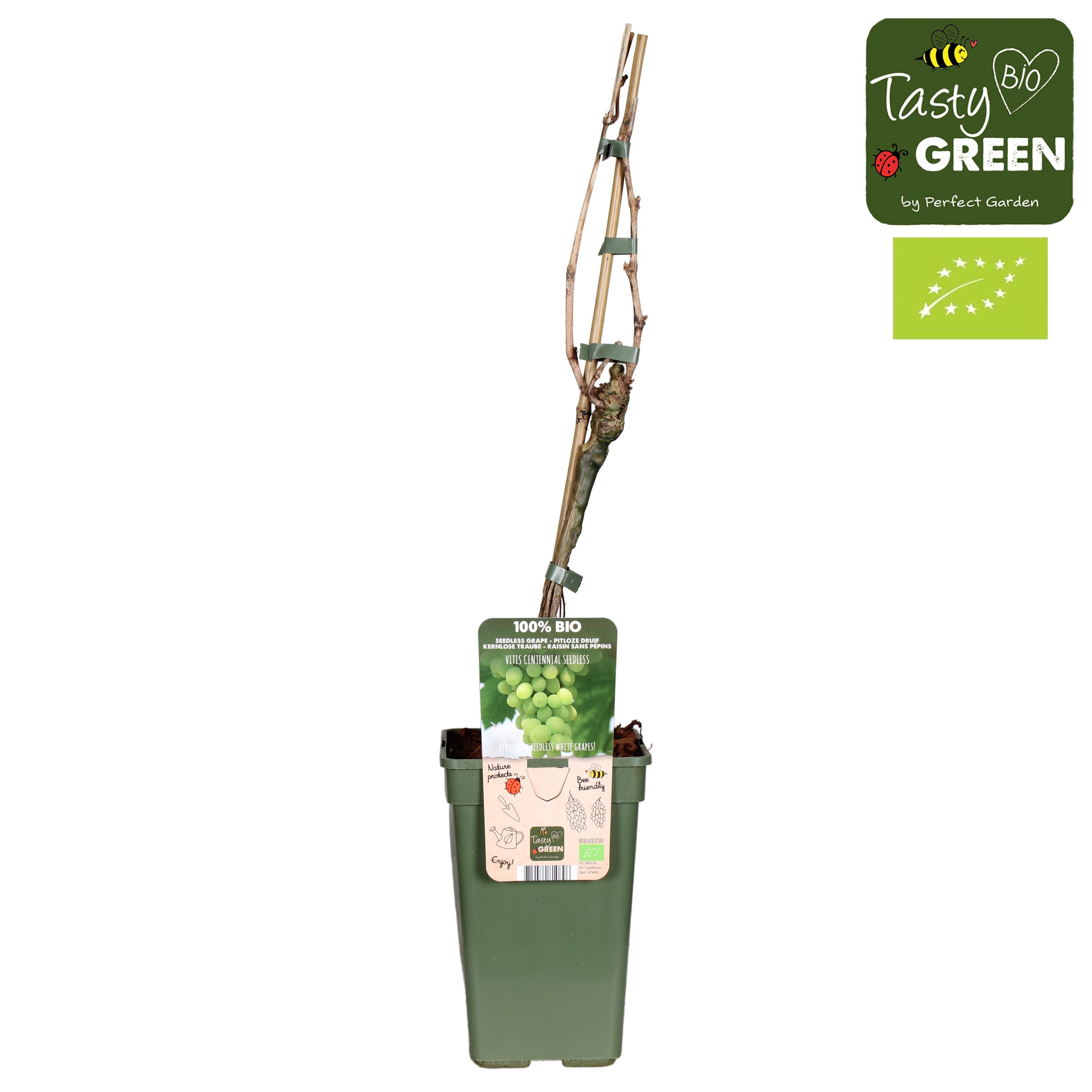 Vitis vin. Centennial Seedless Bio P19, D 19