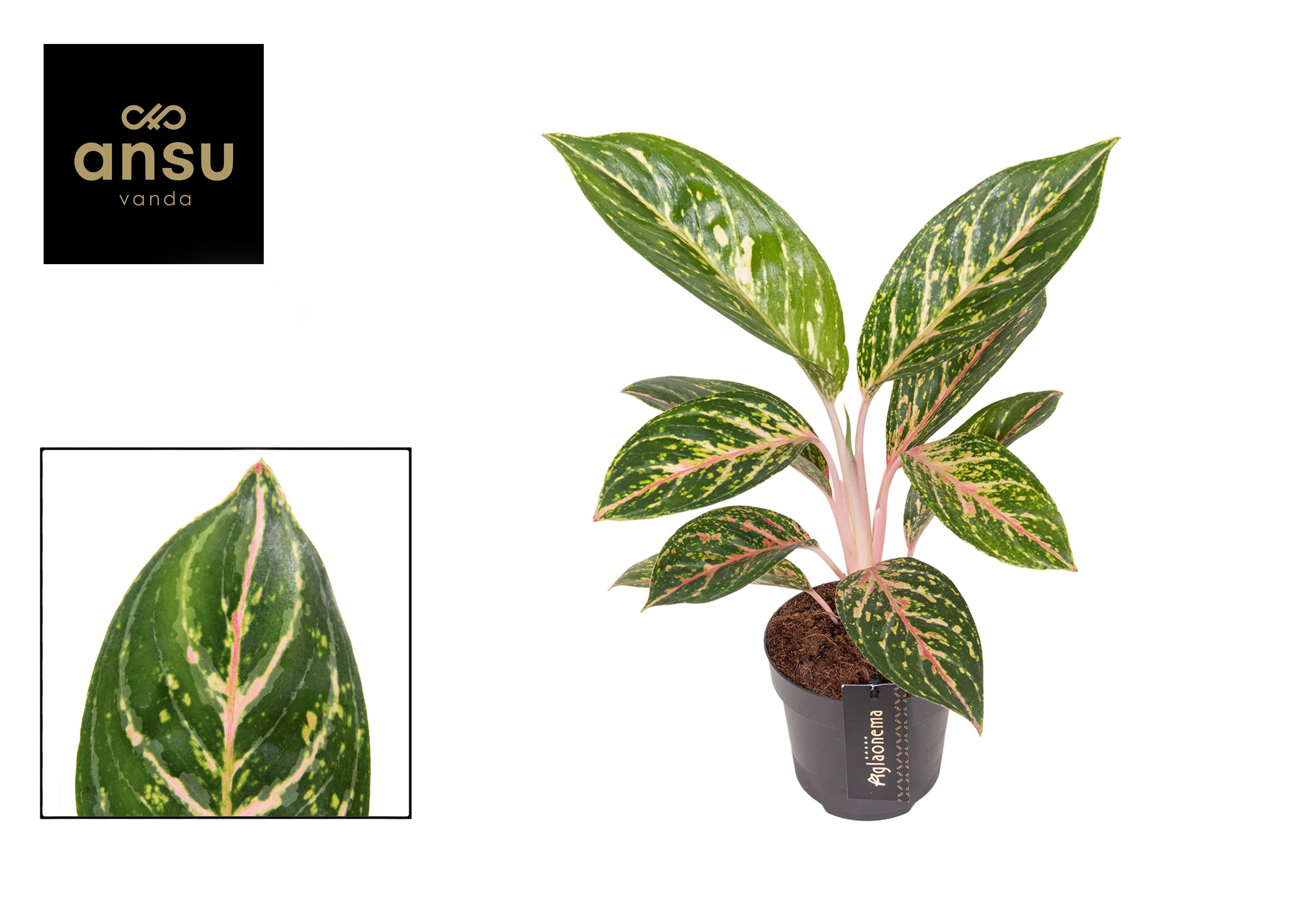 Aglaonema Coco Green, D 12