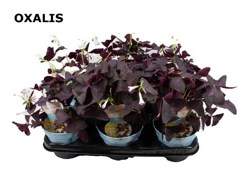 Oxalis, D 12
