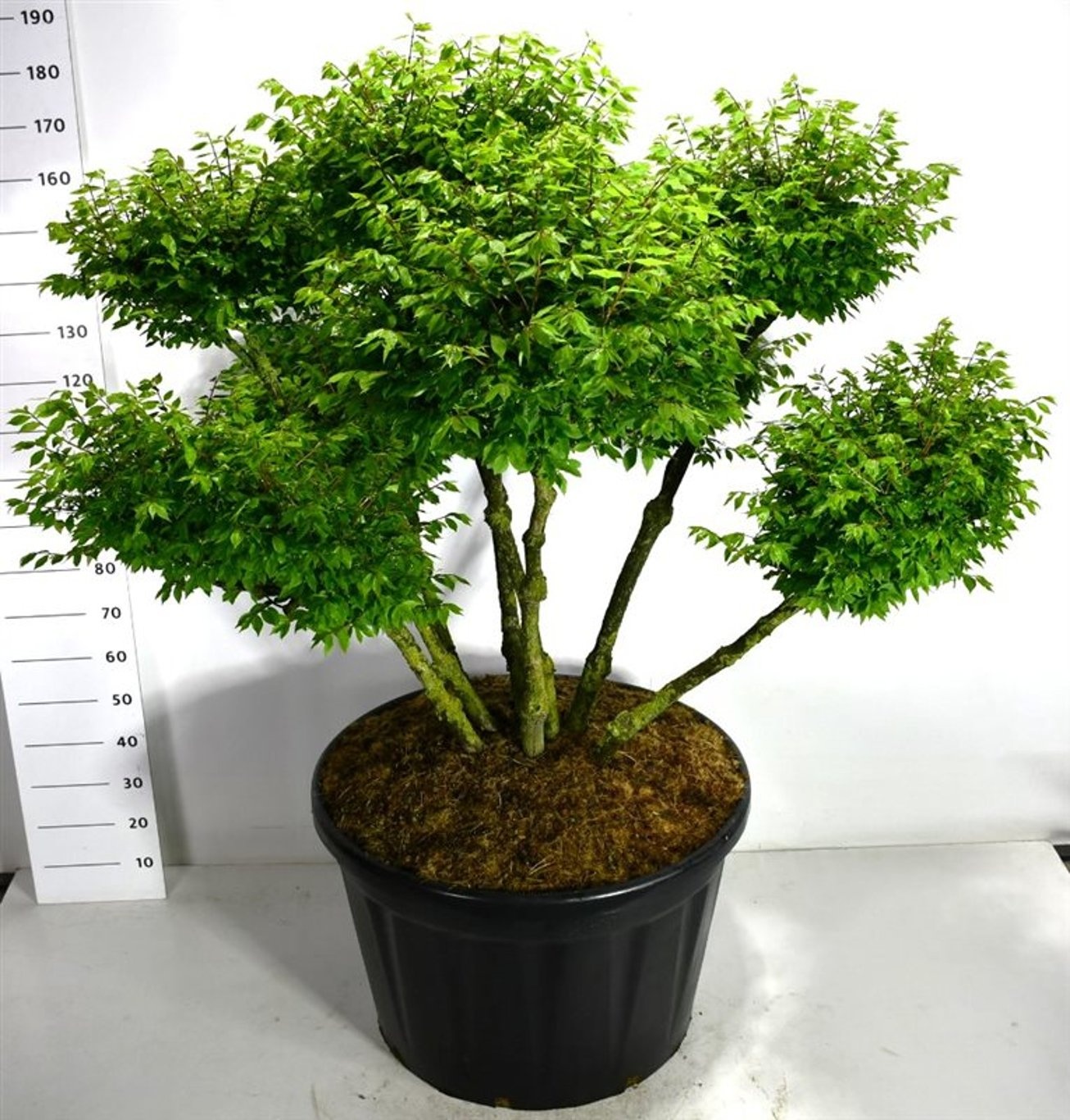 Euonymus alat. 'Compactus', D 80