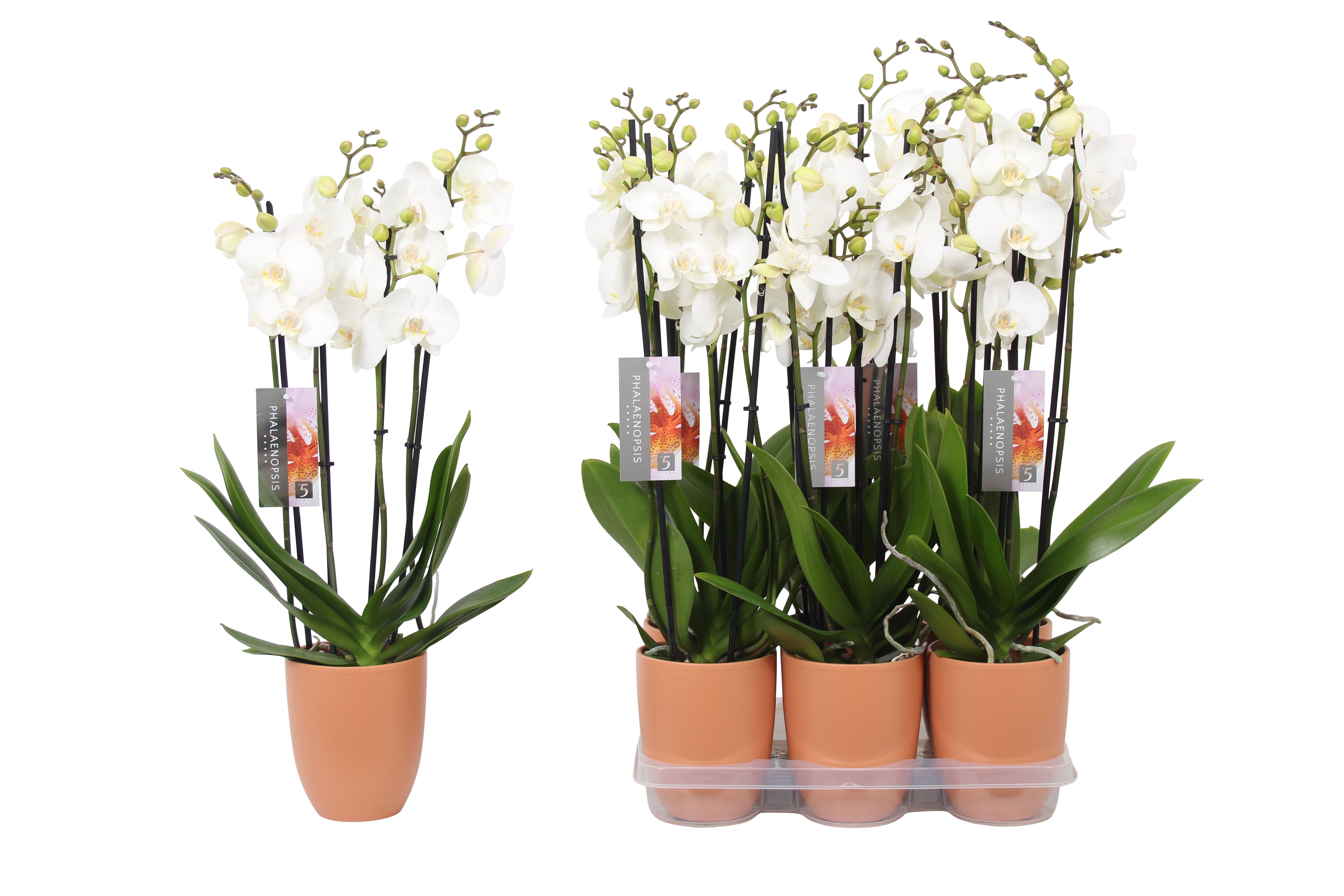 Phalaenopsis White, 4-spike Orange Ceramics, D 12