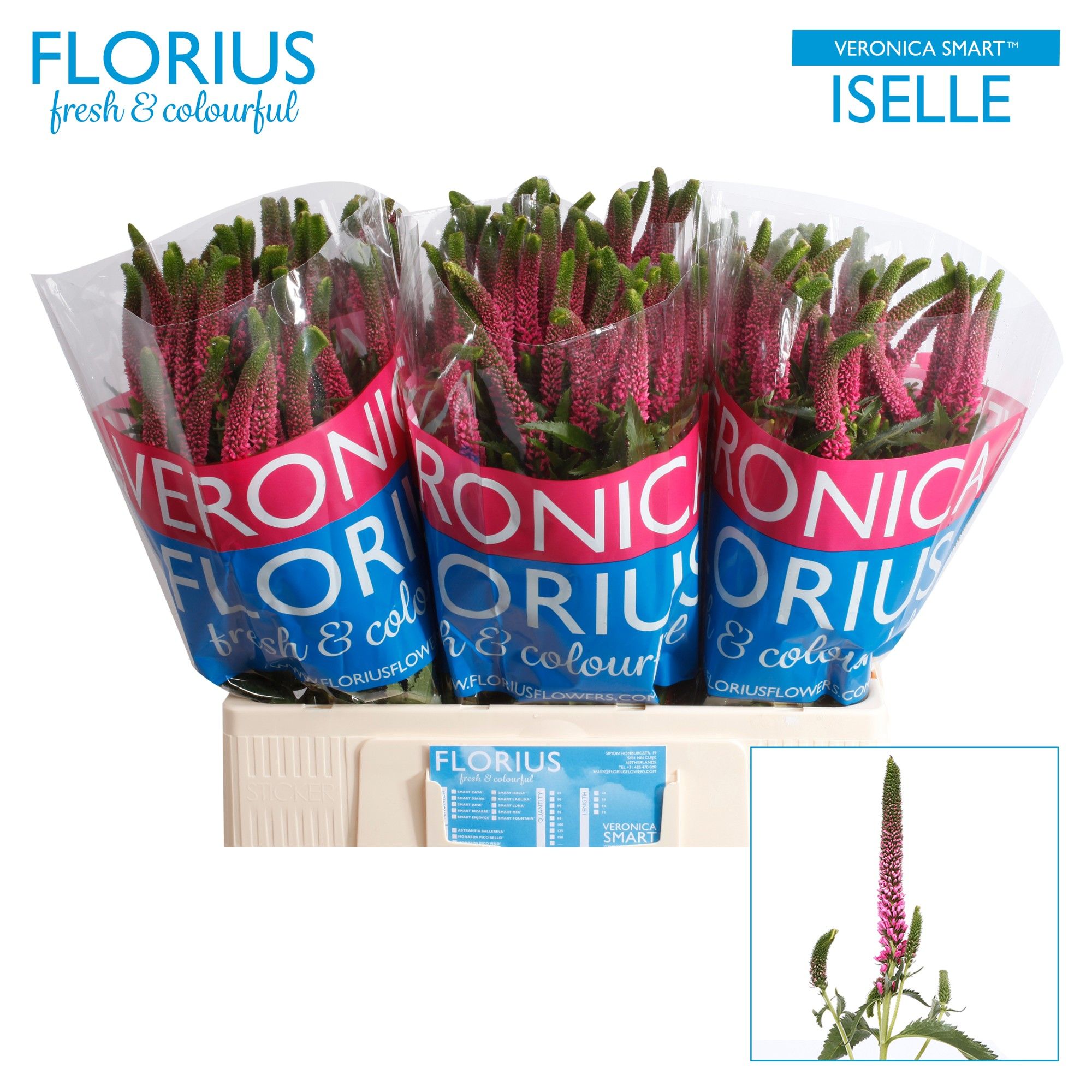 Вероника Смарт Изель 60, шт.