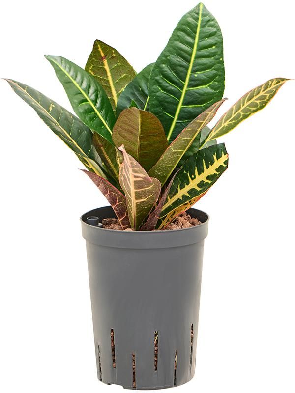 Croton (Codiaeum) variegatum 'Petra', D 15 cm