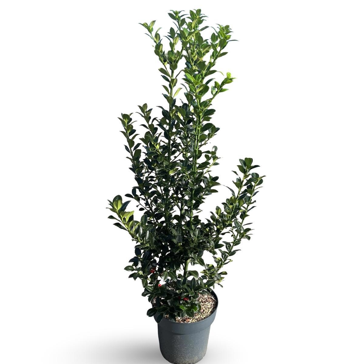 Ilex meserv. Heckenfee, D 32 cm