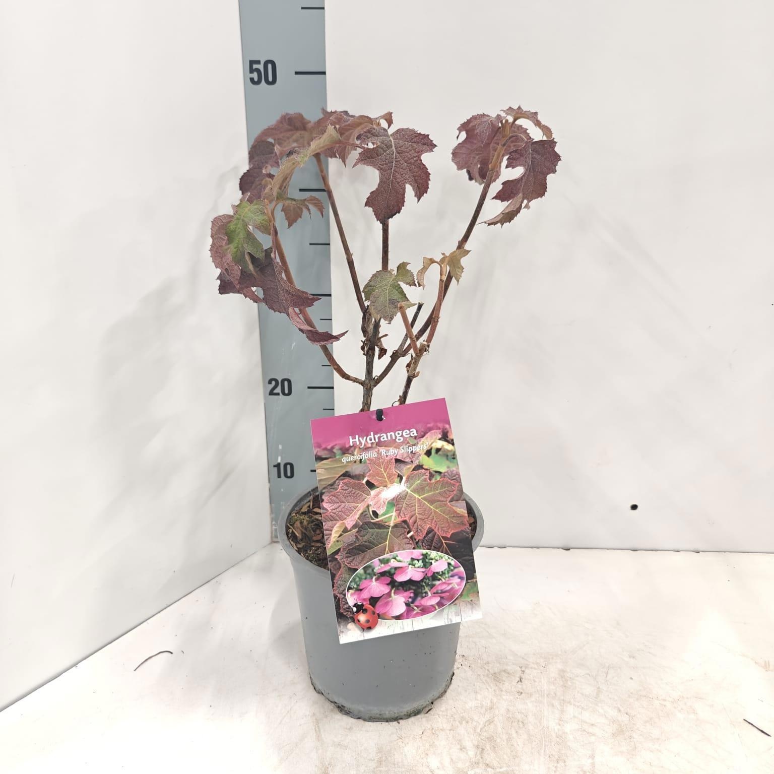 Hydrangea quercifolia 'Ruby Slippers', D 17