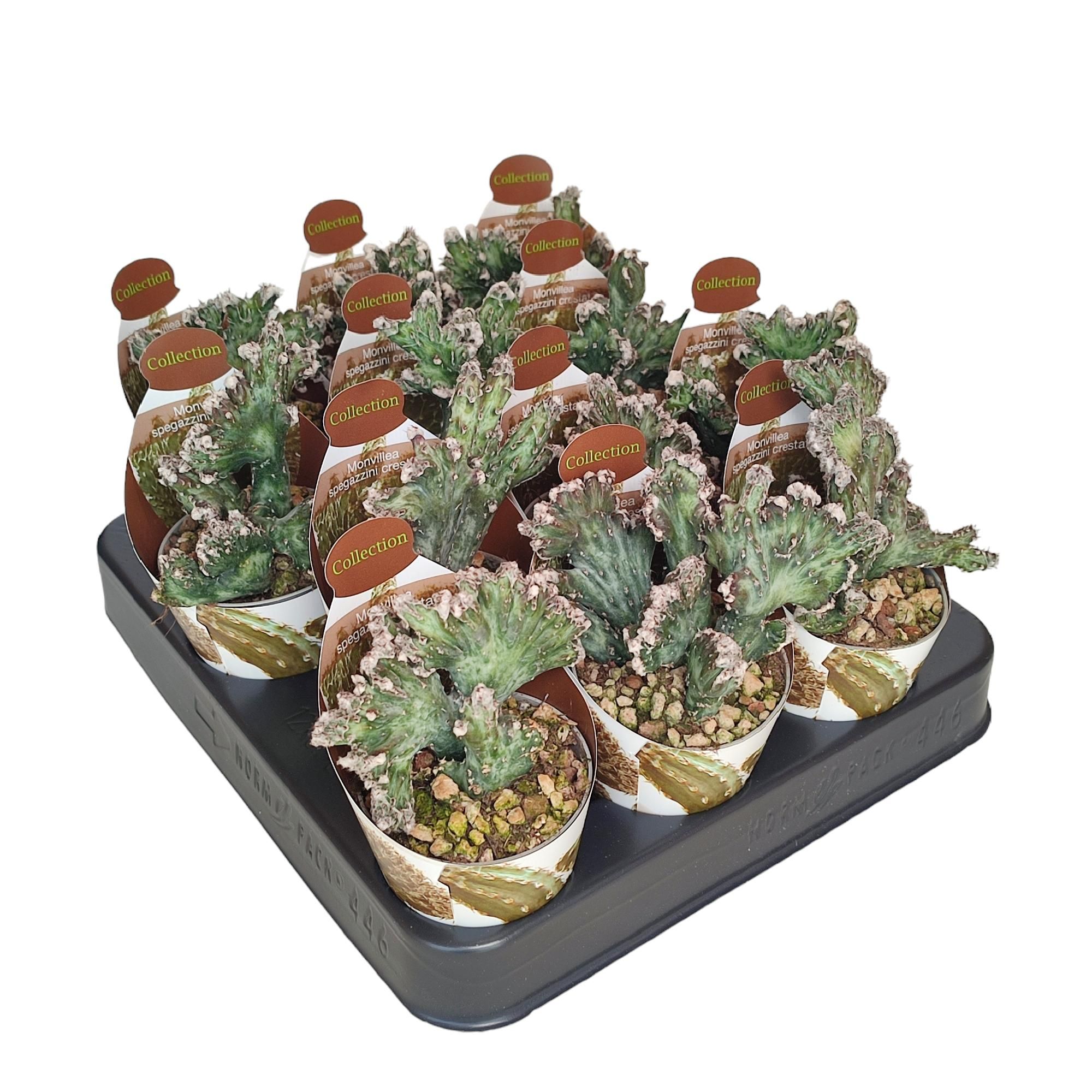 MONVILLEA SPEGAZZINI MOSTRUOSA CRESTATA - POT Ø 6,5 COLLECTION WITH POTCOVER (CACTUS), D 6,5