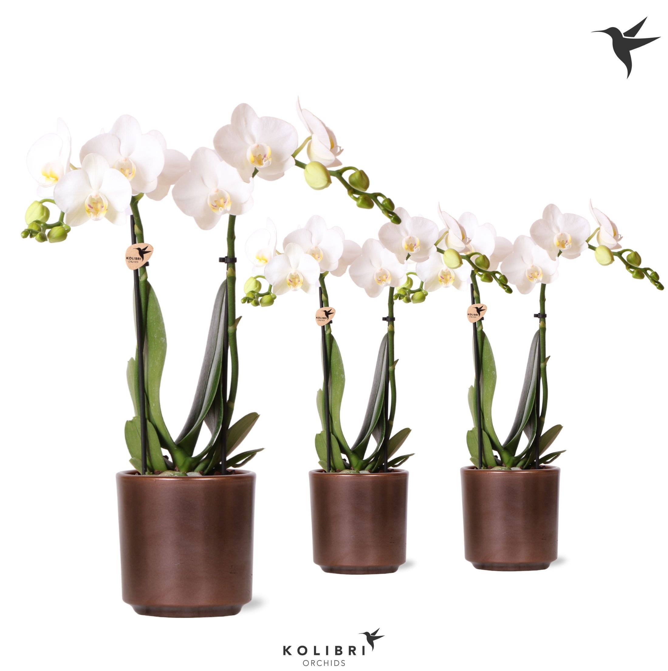 Kolibri Orchids Phalaenopsis white 2 spike in Simplicity pot copper, D 9