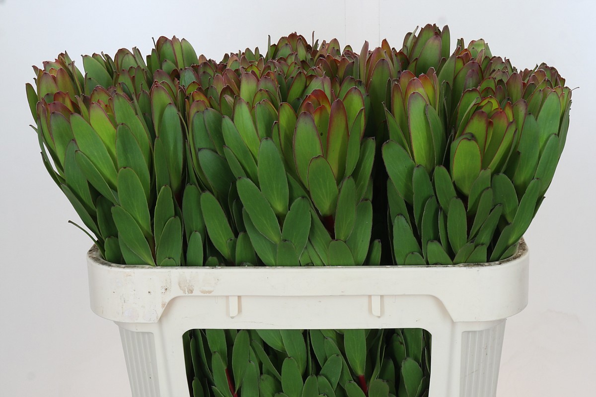 Леукадендрон Сафари Голдстрайк 70, шт.