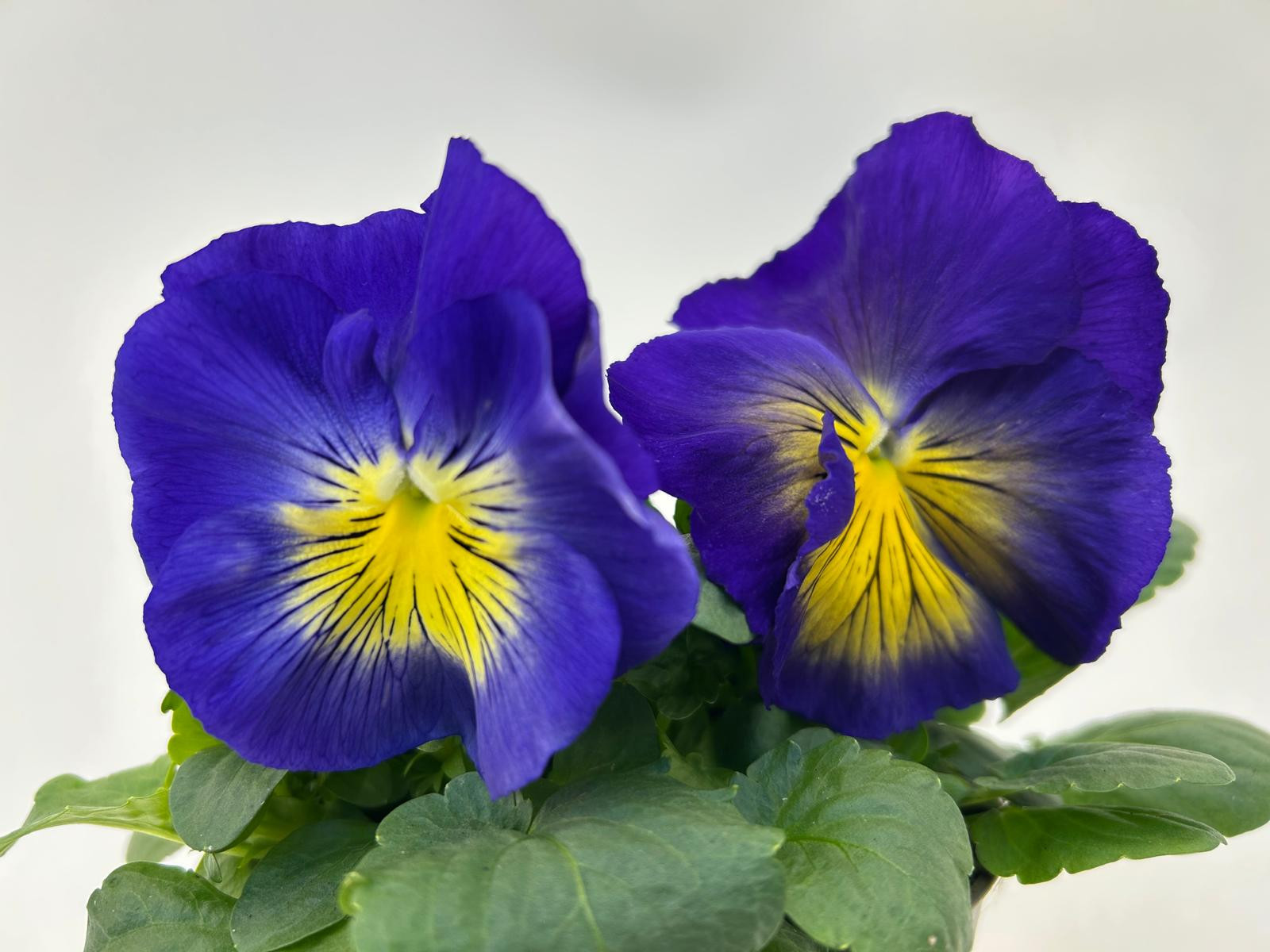 Viola wittrockiana 'Cats' blue/yellow, D 13