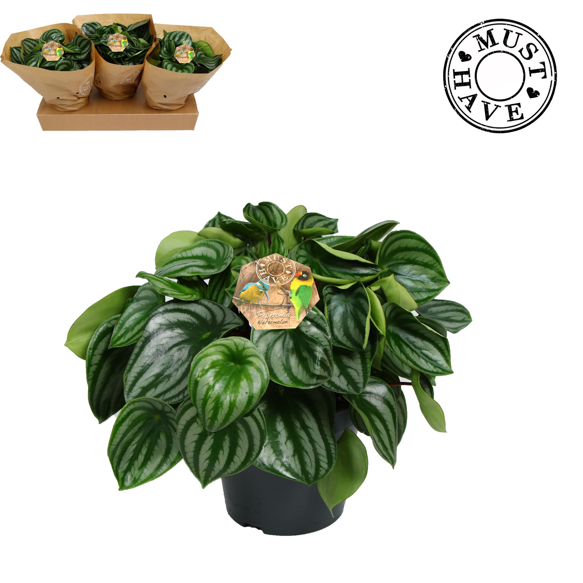 Peperomia ''Argyreia'' watermelon 'must have', D 17