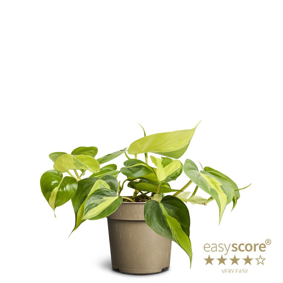 Philodendron ´Brasil´, D 11