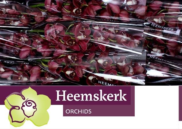 Цимбидиум Хейдс x9 60, шт.