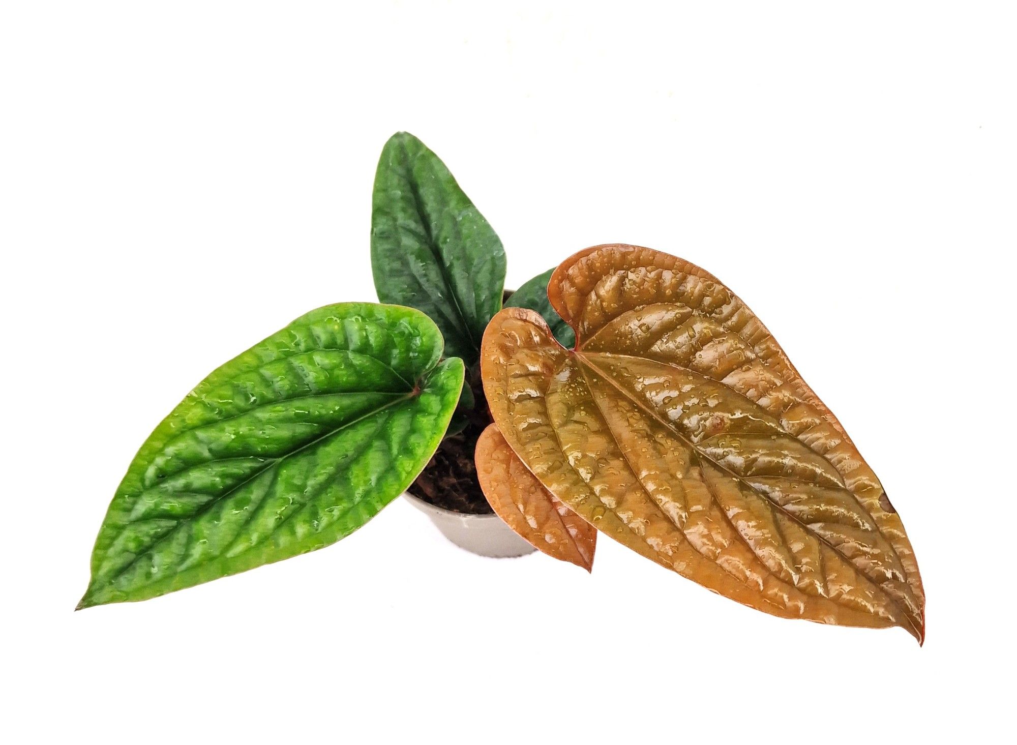 Anthurium radicans x luxurians, D 12