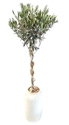 RWV17OLE Rude White Vase D17H90 Olea Europe, D 17