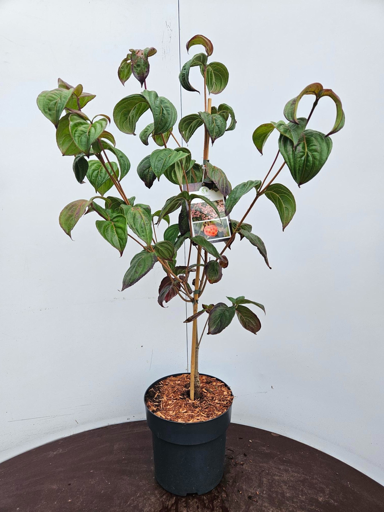 Cornus kousa Satomi 60/80C7, D 24 cm
