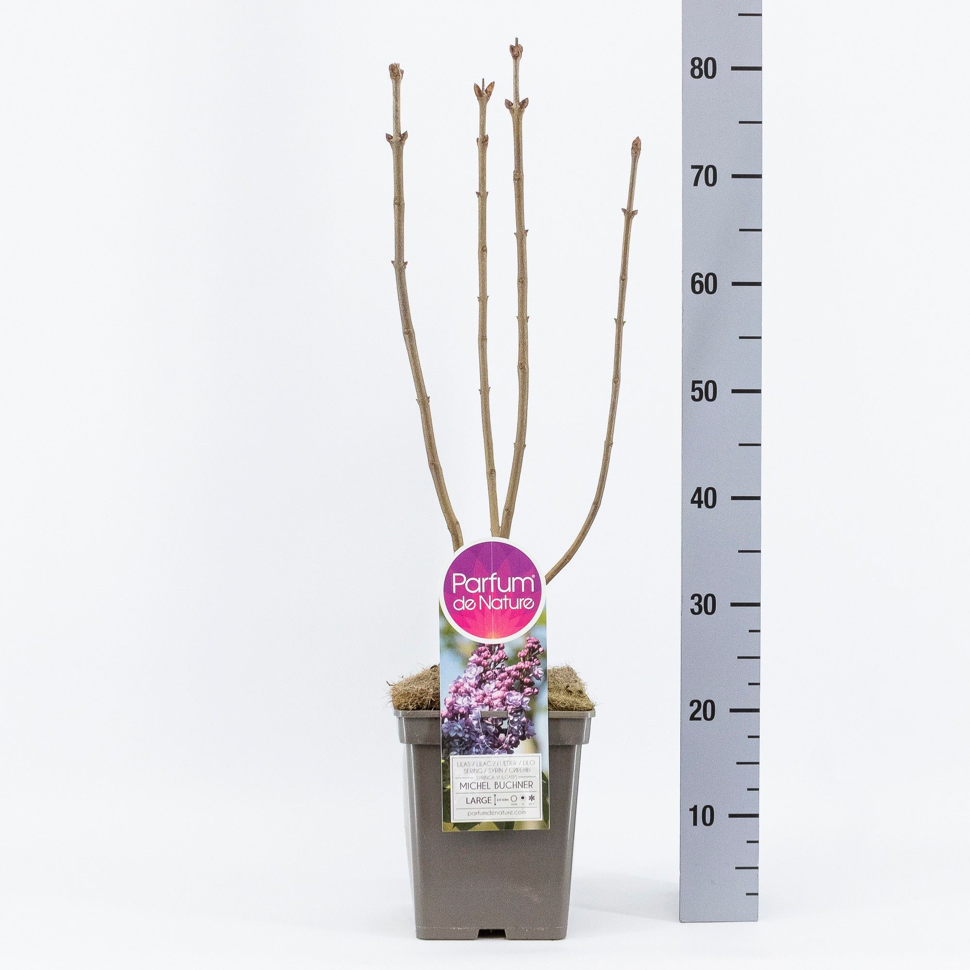 Syringa vul. Michel Buchner, C5, D 23